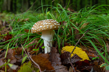 The Amanita pantherina, or the Panther Cap, a beautiful and iconic mushroom. A muted relative of the Amanita muscaria or fly agaric, its cap features a bold pattern