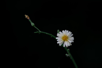 Various chrysanthemums and close-ups