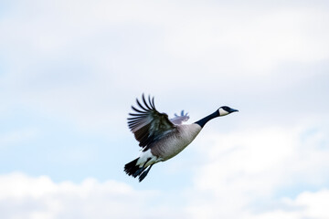 Obraz premium canada goose in flight against a soft blue sky