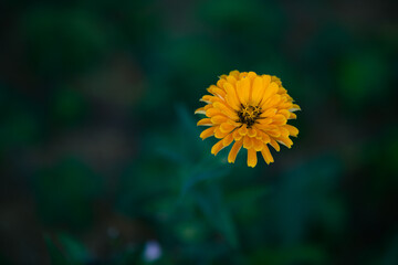 Various chrysanthemums and close-ups