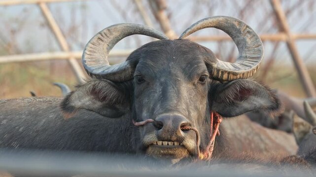 Majestic Buffalo Portrait: A close-up shot of a powerful buffalo with impressive, curving horns, conveying strength and resilience, resting peacefully.