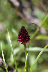 Black Vanilla Orchid -Nigritella nigra, Julian alps