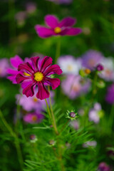 Obraz premium Various chrysanthemums and close-ups