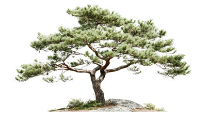 Japanese red pine growing on a rock with transparent background