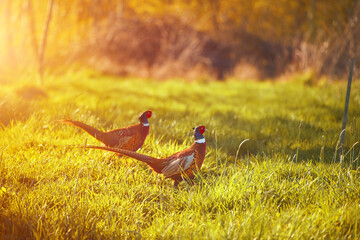 Pheasants with vibrant plumage walking on green grass