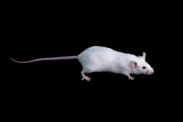 white laboratory mice on black background,albino mouse	
