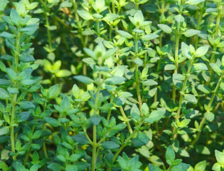 Thyme leaves in the garden