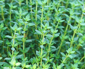 Fresh Thyme leaves in the garden