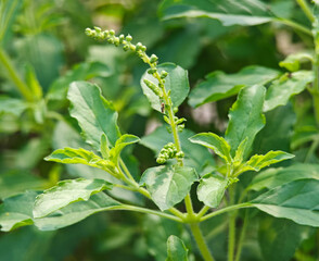 Basil shoots in the garden