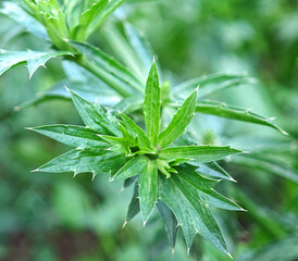 Coriander flowers in the garden