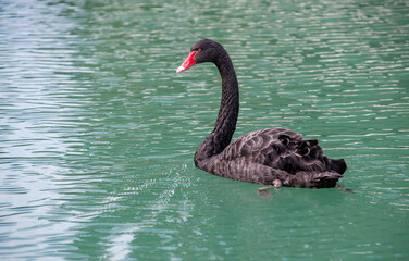 Black swan elegantly gliding across calm turquoise water in a serene natural setting