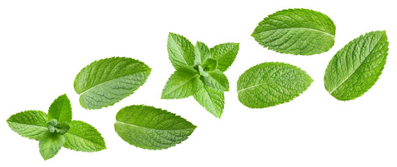 Mint leaf isolated on white background © Maks Peoplenko