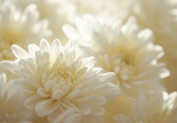 Serene White Flowers in Soft Focus Creating a Calm and Peaceful Atmosphere for Inspiration, Home Decor, and Natural Beauty