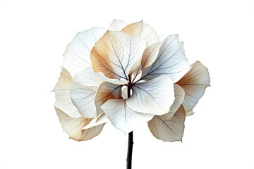 close-up of a preserved flower with delicate translucent petals