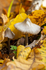 Mushrooms belonging to Psathyrella and Mycena galericulata growing among autumn leaves in a forest setting