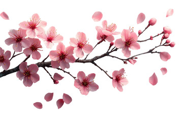 Blossoming cherry tree branch with delicate pink flowers against a white background