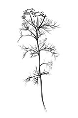 black and white hand-drawn drawing of a daisy flower vector