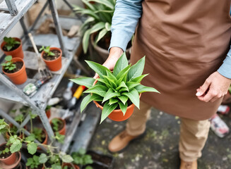 Fototapeta premium person in brown apron holding a vibrant green potted plant