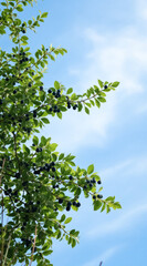 Obraz premium lush green branches with dark berries against a blue sky