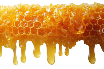 Golden honeycomb dripping with fresh honey collected from beehives in summer