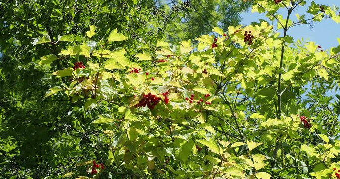 Guelder rose (Viburnum opulus). Bushy tree with green, trilobed, slightly toothed foliage producing clusters of globose red berries on erect and arching slender branches
