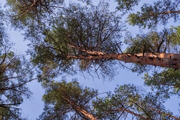 Branches and crowns of pine trees against the blue sky. Beautiful view of the forest. Tree branches in the forest. Nature and environment concept.