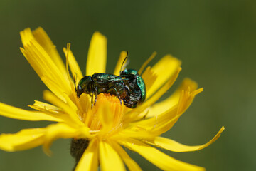 Close-up of beetles mating on yellow flower