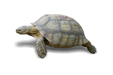 chaco tortoise turtle isolated on white background. This has clipping path.