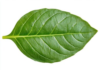 Obraz premium Close up view of a single, vibrant green leaf isolated on a white background. The leaf exhibits a detailed texture and prominent central vein.
