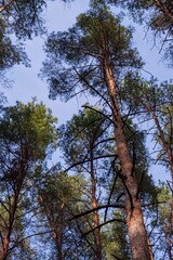 Branches and crowns of pine trees against the blue sky. Beautiful view of the forest. Tree branches in the forest. Nature and environment concept.