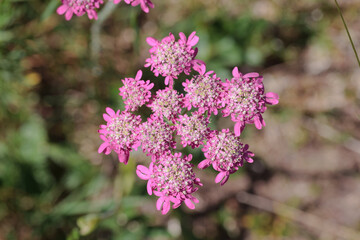 Pink flower of the Apiaceae or Umbelliferae family
