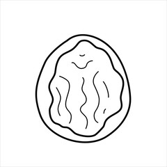 Vector line illustration of a half of a walnut in the shell.