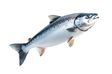 Silver salmon fish with fine details, textured scales and fins isolated on white transparent background. Concept of aquatic life