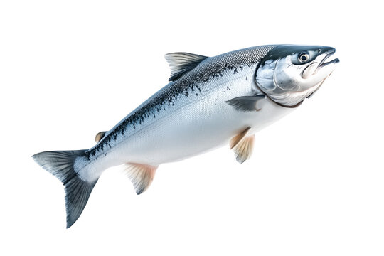 Silver salmon fish with fine details, textured scales and fins isolated on white transparent background. Concept of aquatic life