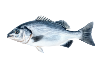 Silver sea bass fish isolated on white transparent background, showcasing its shiny scales and natural texture.
