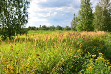 Obraz premium A beautiful summer field with tall grass under a cloudy sky in sunset
