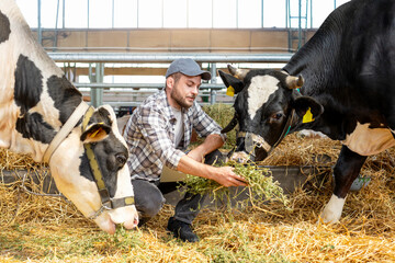 Farmer feeding cows with hay in livestock farm barn