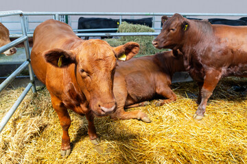 Young reddish cows indoors in a barn on a livestock farm