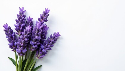 Obraz premium Fresh bundles of lavender flowers on a white background, natural, aromatic, plant