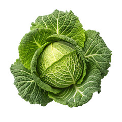 Fototapeta premium Fresh Savoy Cabbage on transparent background