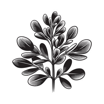 Elegant alfalfa plant artwork with minimalist lines and stylized leaf details