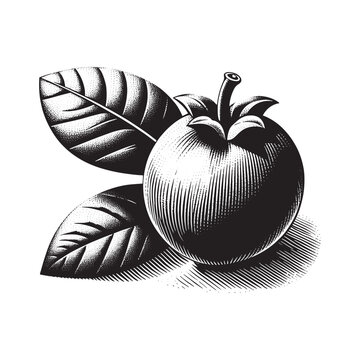Elegant medlar illustration with foliage in monochromatic woodcut style