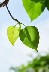 Zen Harmony: Sunlit Green Leaves in Serene Nature