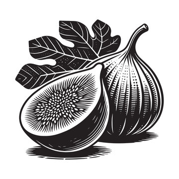 black and white figs fruit and leaf clip art preview