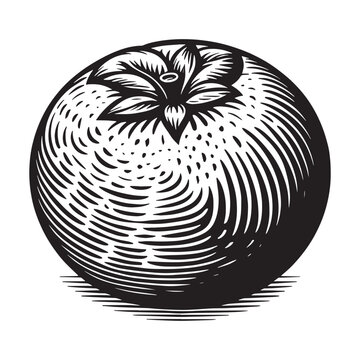 black and white engraved blueberry fruit clip art preview
