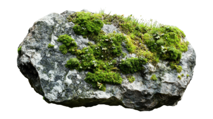 Moss and grass growing on rock with transparent background