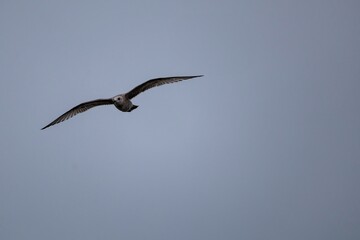 seagull flying in the sky