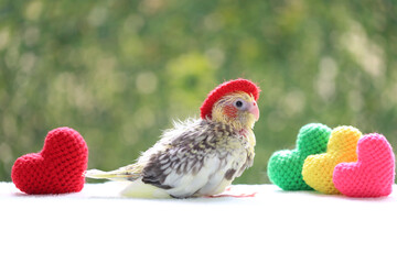 Nymphicus hollandicus, Cockatiel baby spiky feathers and colorful of handmade crochet heart for valentines day