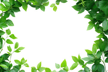 Fototapeta premium Fresh green tea leaves on transparent background creating natural border