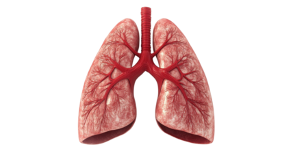 Understanding the structure and function of the human lungs in respiratory health